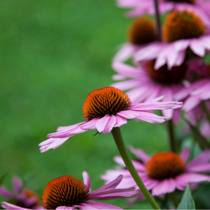 Pflanzner-Echinacea purpurea-Beitrag